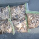 왕쭈꾸미 이미지