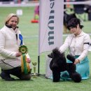 크러쉬 푸들 이미지