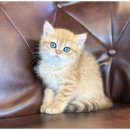 대구펫 강아지분양 고양이분양 이미지