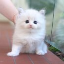 광주강아지분양 고양이분양 미유펫 본점 | 남원고양이분양 따뜻한 반려생활