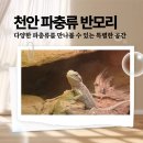 천안시신부문화회관(소강당) | 천안 반모리 방문 후기 파충류 도마뱀 먹이부터 용품까지 한곳에서
