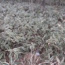 돈내코로 이미지