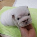 밥먹는하마 이미지