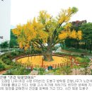 방학동 은행나무 이미지