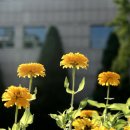 동부초교 이미지