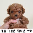 초코몽