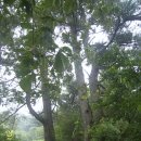 (주)천주산주유소 | 청룡산(작대산565m,함안),칠원면사무소,구고사