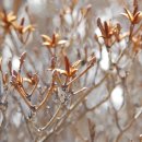 [열매] 진달래 [korean rosebay] 이미지
