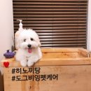 도그비잉펫케어 이미지