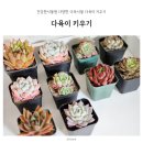 외두 | 건강한식물원 다양한 다육식물 다육이 키우기
