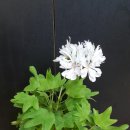 스텔라티스 이미지