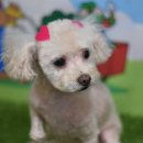 딸기펫살롱 이미지