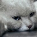 라온 반려 동물병원 이미지