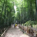 맹종죽테마공원 이미지