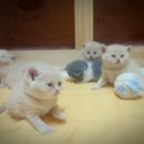 익산원펫 이미지