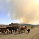 천하태평 이미지