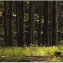 반디네허브 이미지