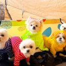 개차반캠핑장 이미지