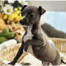 보성이탈리안그레이하운드 2 | 이탈리안 그레이하운드 지능 털빠짐 수명