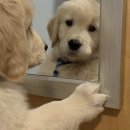 카페젤코바 | 강릉역 스콘 맛집 카공하기 좋은 감성 카페, 젤코바/내돈내산 솔직후기