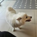 도그루밍 이미지