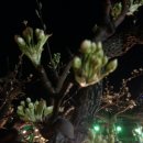 배나무꽃피는 한방오리집 이미지