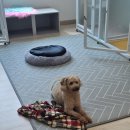 코코펫살롱&호텔 이미지