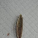 Dr.DOG 동물의료센터 이미지