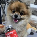 강아지심장영양제 추천, 폐수종이였던 뽀또 헬로마이펫 멍뭉케어 심장 급여 후기