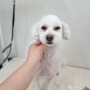 단비펫살롱 이미지