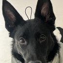 나들가게 팔부자슈퍼 앞 | 인천 부평 부천 중대형견 유치원 아리스독 무료 교육 및 3주차 유치원 훅이🤪