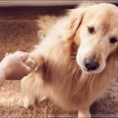 강아지꿈 이미지