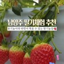 팔당유기농딸기