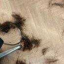 인스타헤어 | <인스타헤어 동백점> 커트 + 클리닉 후기(ft. 루나 디자이너)