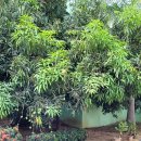 초록망고 이미지