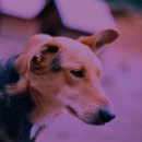 이:은종합동물병원 이미지