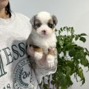 블리독수유점 고양이강아지분양 말티푸 미니비숑 포메라니안 | 부산 강아지분양 부산강아지분양 헬스독 애견입양 말티푸들포메라니안미니비숑