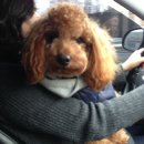 코코애견샵 이미지