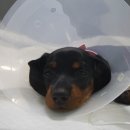 노은동물병원 이미지