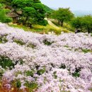작은꽃지천 한국경제