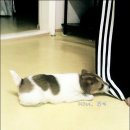 콩단