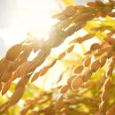 볼음도저어새생태마을 이미지