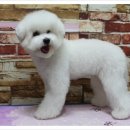 토비애견미용 이미지