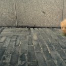 신시로-7 이미지