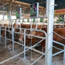 현대식육센타 이미지