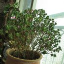 행복한 소꿉놀이 이미지