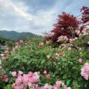 홍기와쭈꾸미 - 전주시 덕진구 원장동길 151 | 홍기와쭈꾸미