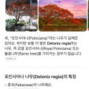 Flametree_ 이미지