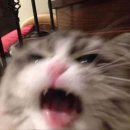 까마레