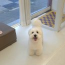 브리앙뜨몽 이미지